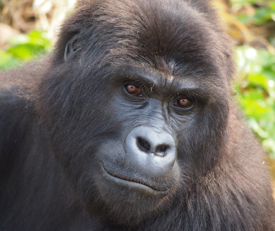 A closeup of a gorilla's face.
